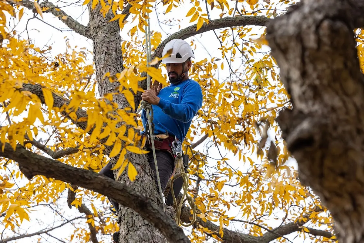 Skilled Tree Trimming crew working in Bauxite
