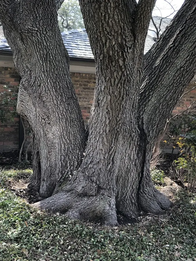 Mature heritage tree close to a Bauxite property cared for by certified arborists